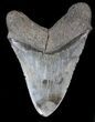 Large, Fossil Megalodon Tooth #41799-2